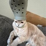cat in sportmode