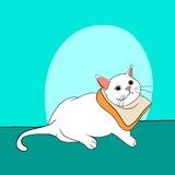 Crumpy Cat