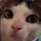 Гдє Хазяйн ?