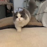 猫🐈游戏代充