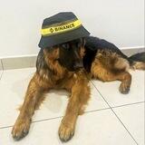 BILLY THE BINANCE DOG