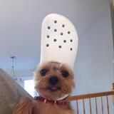 Crocs In Sport Mode | Portal
