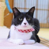 Onigiri - Doge's brother