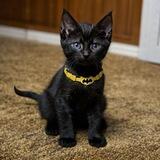 Bruce