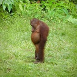 SAD APE V2