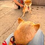 Hachi | Neiro’s Friend