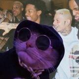 savage cat