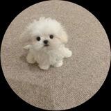 $BICHO AIRDROP COIN