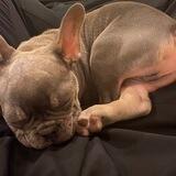 $donny steve dog