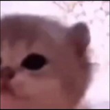 The Cat is Jamming