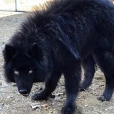 Oakley Blackwolf