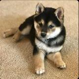 $DOUG (ELON MUSK’S NEW DOG) OFFICIAL PORTAL