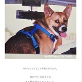 $KEN THE FIRST DOG PORTAL