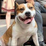 $G ANDREW'S DOG