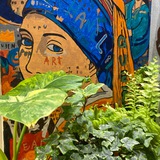 🐸The Green Shelter 🌱✨ Суккуленты, алоказии и не только...