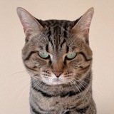 TORO CAT
