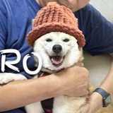 WIFNEIRO