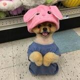 jiffpom | Portal