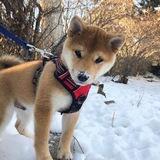 $Dog Portal