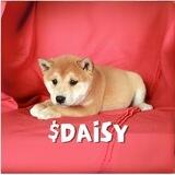 $DAISY THE LATEST SHIBA ON BSC | 0 TAX