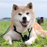 Ao-Chan - Neiro's Best Friend