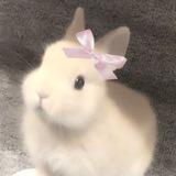 ೃ࿔₊• bunny lil cutie ˚₊‧♡ ੈ *