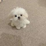 Bicho CTO | Portal