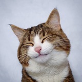Rexie Cat - $REXIE