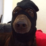 $DWIF dogwifmask Portal
