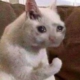 crying cat portal sol