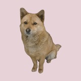 Straydog