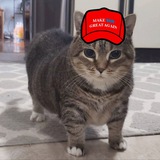 $OIIAOIIA — Spinning cat
