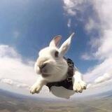 $HABI - The Flying Rabbit