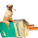Smoking Boner Dog Portal