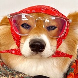 UNDER3DOGS