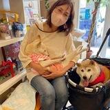 Lily - Another Shiba Inu Dog, Doge’s Sister Portal