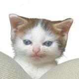 Tang Cat