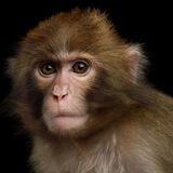 Pager - The Neuralink Monkey
