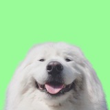 I am $FLOOF - CTO