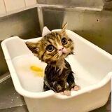 Wet cat Portal