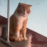 милова