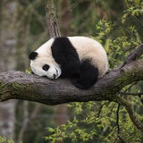 Panda @kos_rx کص ار ایکس پاندا