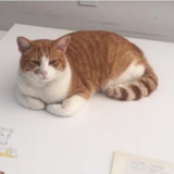 O'Malley CTO | Matt Furie's Cat