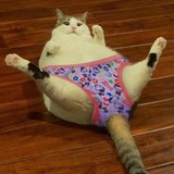FAT HAIRY PUSSY PORTAL