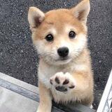 Hi community