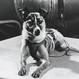 LAIKA