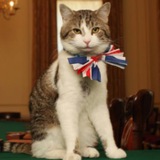 Larry the Cat