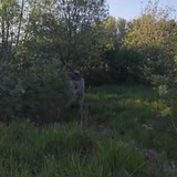 ПНШ-плащ невидимка штурмовой