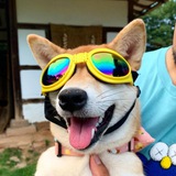 MOGDOG | SOLANA | CTO