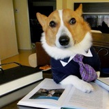 $LAWDOG portal